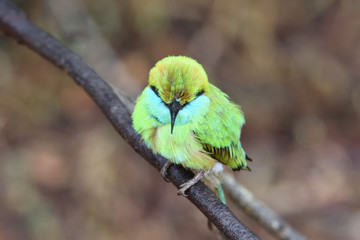 Green Bee-eater in Yala National Park in Sri Lanka