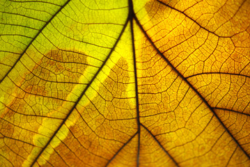 Leaf pattern When affecting sunlight