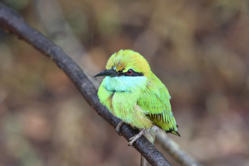 Green Bee-eater in Yala National Park in Sri Lanka