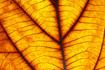 Leaf pattern When affecting sunlight