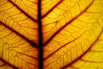 Leaf pattern When affecting sunlight