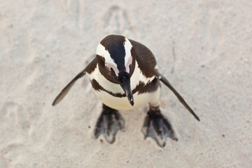 AFRICAN PENGUIN, False Bay, South Africa, Africa