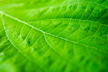 green leaf texture background closeup