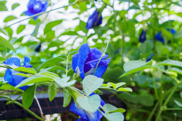 Fresh butterfly pea flower closeup