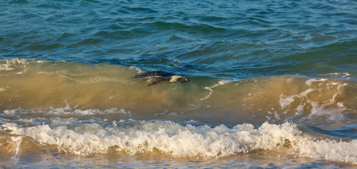 AFRICAN PENGUIN, False Bay, South Africa, Africa