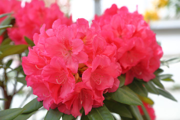 Bright summer flower bloomed in a botanical greenhouse