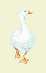 Goose duck Drake bird home yard village paws beak red white