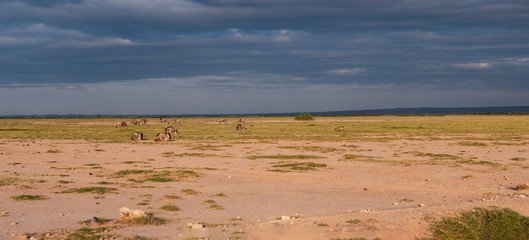 Amboseli National Park Panoramic, Kenya