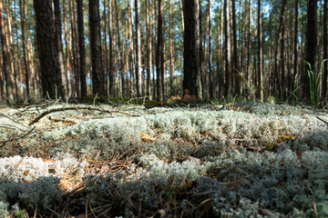 Mech mechowy las sosny sosna bory © Dariusz