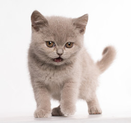 British short-hair looking at camera on white background