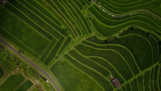 Jatiluwih Rice Terraces In Bali, Indonesia - Big Green Land From Above (aerial Drone Shoot). Nature Pattern (flat Lay Texture Of Field).