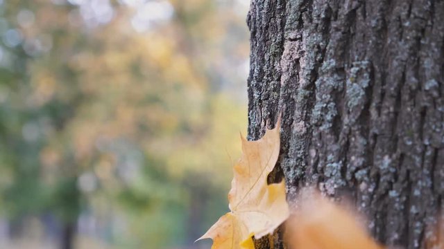 Close up of yellow maple leaf falling and sticking to the bark of tree in forest at sunny day. Beautiful colorful fall season. Blurred autumn landscape at background. Slow motion