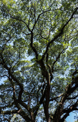 picture Trees in spring in natural time