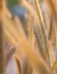 picture The flowers of the grass that bloom naturally