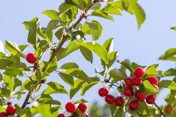 Red and sweet cherries on a branch. Beautiful cherry tree. 