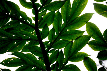green leaves background naturally