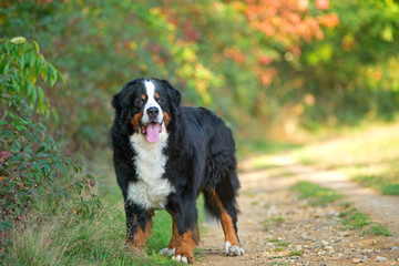 Portrait of a beautiful bernese mountain dog in a natural park