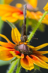 Butterfly collects nectar on the gerbera flower