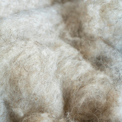White wool close up. Natural wool.