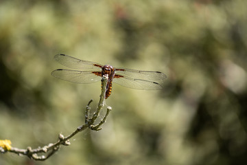 dragonfly on branch
