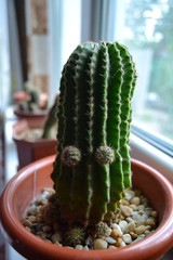 Cactus on the window