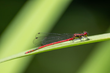 Blutrote Heidelibelle wärmt sich in der Sommersonne vor der Insektenjagd