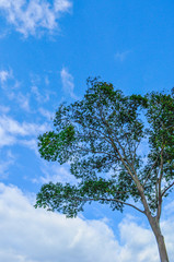 Tall tree with green leaves and the blue sky in the background