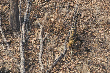 Amur leopard in the forest of far eastern Russia