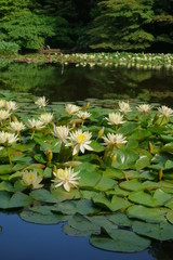 東京、明治神宮御苑にある南池に咲く睡蓮