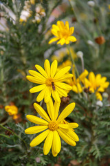 Yellow Flower