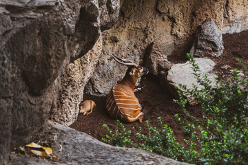 Antílope: Bongo oriental en su hábitat natural