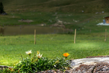 Flowers in mountains. Spring is coming