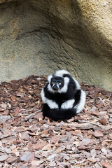 Naklejka premium L√©mur de Madagascar