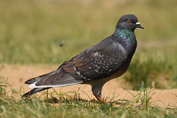dark-gray pigeon in the park