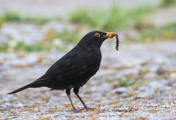 Amsel mit Wurm im Schnabel