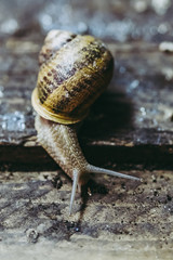 Escargot, élevage d'escargots à manger