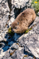Close up shot of a rock hyrax or dassie on top of Table Mountain, cape Town South Africa