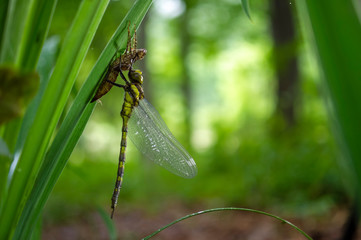 ヤブヤンマ　羽化