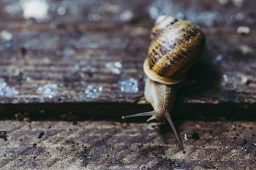 Escargot, élevage d'escargots à manger