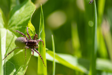 Hungrige Springspinne auf der Jagd im Gras nach Insekten wie Fliegen und Grashüpfern mit schönem unscharfen Hintergrund und copy space