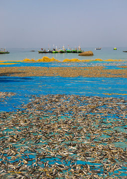 Dried Fishes On The Beach, Ngapali, Myanmar