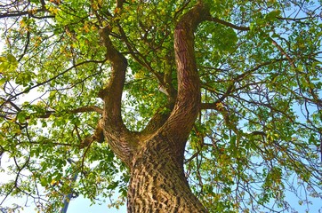 lower angle on spreading branches of the tree crown and trunk