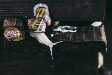 Escargot, élevage d'escargots à manger