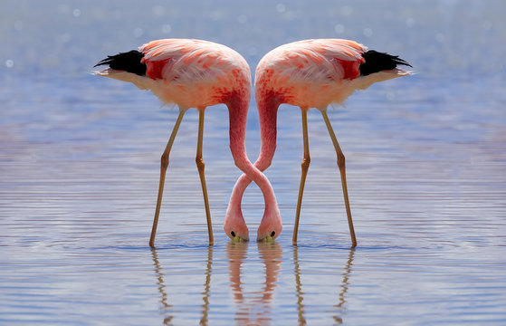 Pink Andes flamingos are eating at Laguna Hedionda in Potosi, Bolivia. Altiplano, South America. Close-up photo of bird, art