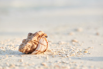 Hermit crab on a beach at Maldives