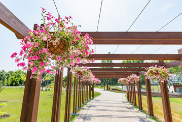 Fototapeta na wymiar Hanging garden of pink petunia roses in the Natalka park of Kiev, Ukraine, under a warm spring sun. The flowers are placed in baskets suspended from a wooden structure of the 