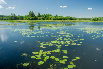 Floating leaves of lotus flower in a lake, forest on horizon and clouds on blue sky