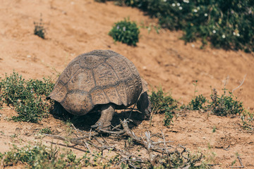 Big tortoise walking in Addo national park, South Africa