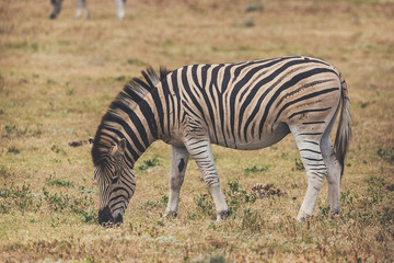 Zebra foal eating grass in Addo National Park, South Africa