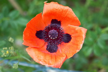 red poppy in a field close up macro